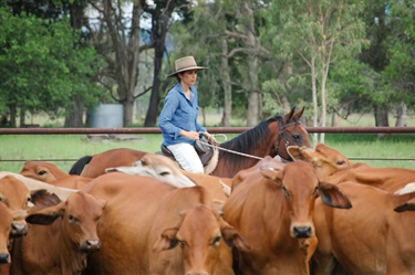 A woman sitting on the saddle of a brown horse inside a farm pen, rounding up a group of brown cows