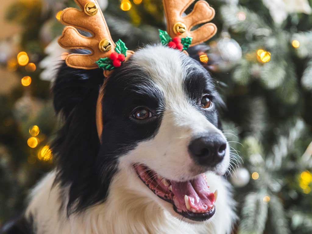 A smiling border collie dog wears reindeer antlers in front of a Christmas tree