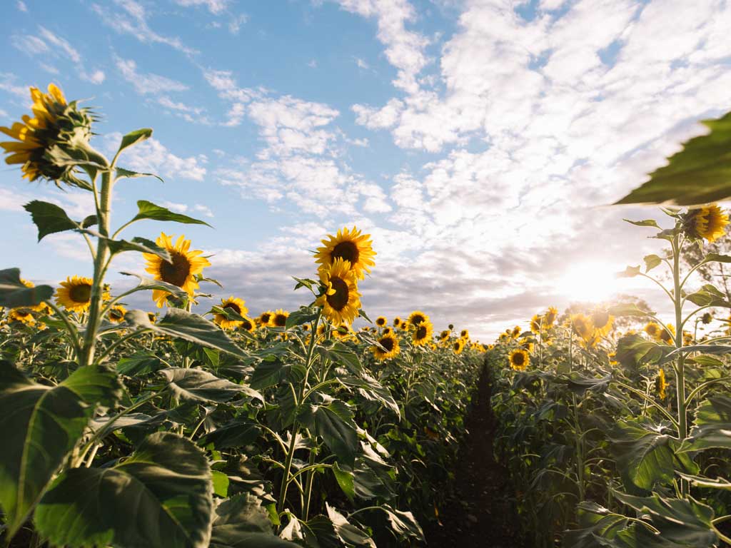 Rows of bright yellow sunflowers grow under a sunny blue sky