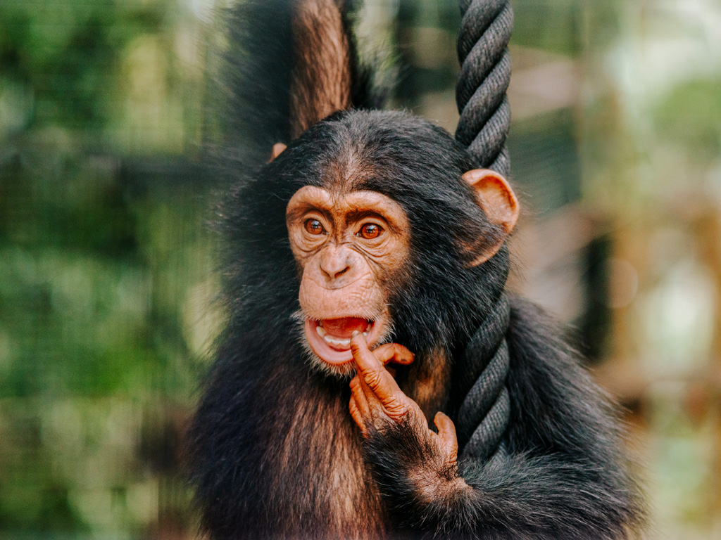 A young chimpanzee hangs from a rope inside a zoo enclosure
