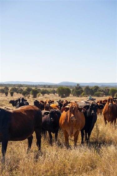 Rows of cattle stand in a paddock looking at the camera